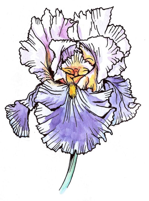 Iris