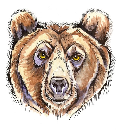 Bear