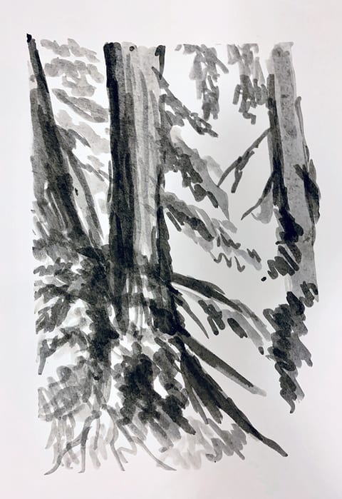 Redwoods